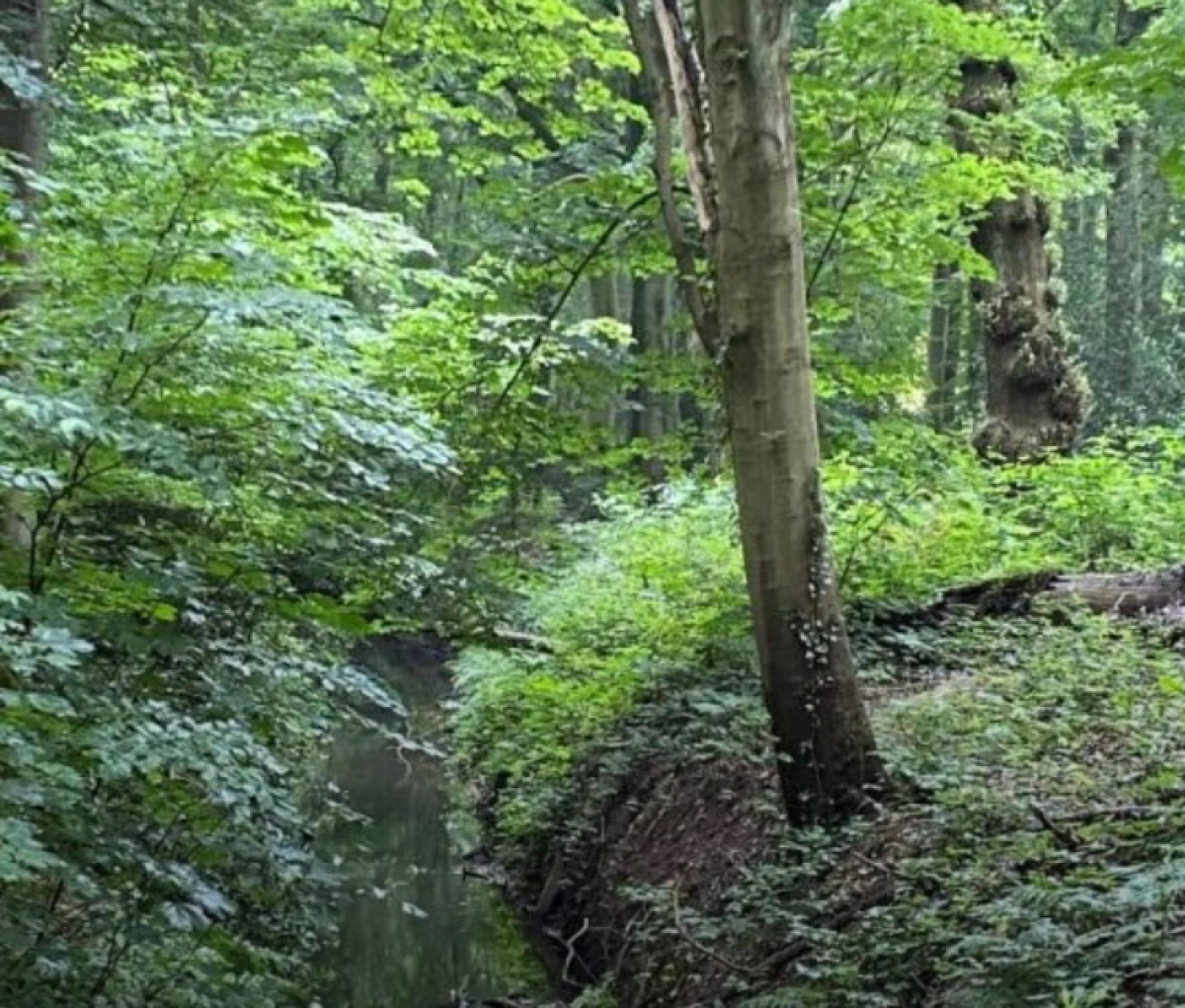 Het bos is een dag van jou!